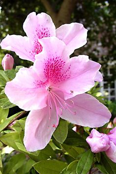 some pink flowers are blooming on a tree