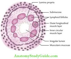 Small And Large Intestine Anatomy Question And Answers - Anatomy Study Guide Superior Mesenteric Artery Syndrome, Superior Mesenteric Artery, Referred Pain, Gastrointestinal Tract, Anatomy Study, Large Intestine