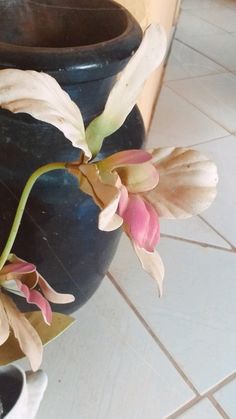 a vase with some flowers in it on the floor next to a tiled floor and wall