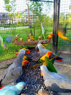 a group of birds that are standing in the dirt