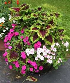 a potted plant with purple and white flowers