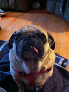 a small pug dog sitting on top of a blue blanket with his tongue hanging out