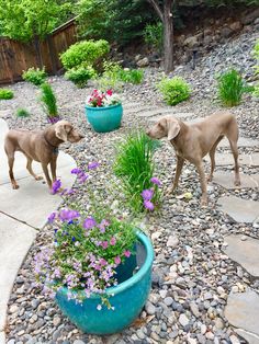 two dogs are looking at some flowers in a pot