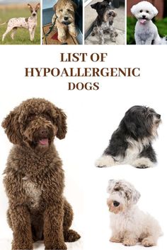 four different types of dogs with the title list of hypoallergenic dogs