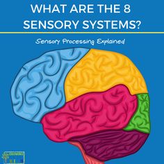 the book cover for what are the 8 sensory systems?