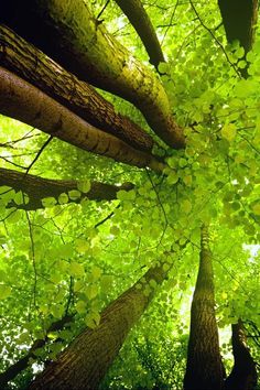 looking up at the tops of tall trees in a forest with green leaves on them