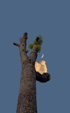 a full moon is seen in the sky above a tree