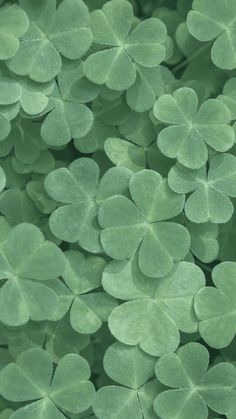 green leaves are arranged in the shape of clovers