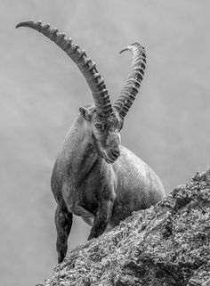 an animal with long horns standing on top of a rock