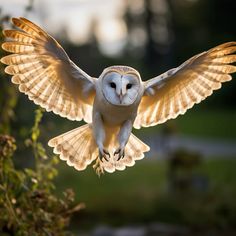 an owl flying through the air with its wings spread