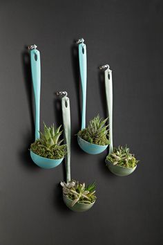 four succulents are in small bowls with spoons attached to them on a black surface