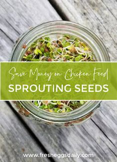 a jar filled with sprouts sitting on top of a wooden table