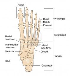 the bones of the hand and foot are labeled in three different languages, with labels on each side