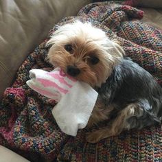 a small dog sitting on top of a couch holding a sock in it's mouth