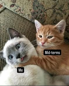 two cats laying on top of each other with captions in front of them that say me and mid - terms