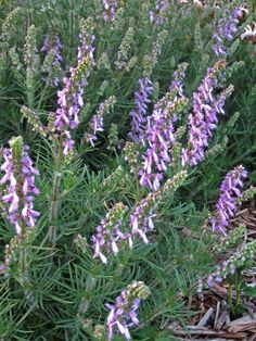 purple flowers are blooming in the garden