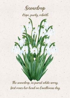 snowdrops on a white background with the words hope, purify, rebirth