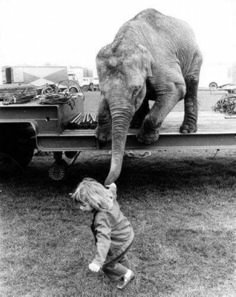 an elephant standing on the back of a truck with a little boy looking at it