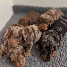 four puppies are laying on the floor in front of a mirror and one is looking at the camera