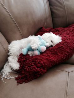 a small white dog laying on top of a couch next to a stuffed animal toy