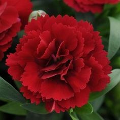 red flowers with green leaves in the background