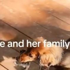 a dog standing on top of a wooden floor next to a sign that says, we and her family