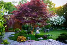 the garden is full of colorful flowers and trees, including a tree with purple leaves