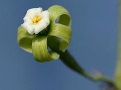 CAUDICIFORM Adenia cladosepala Succulent Garden, Garden Plants, Succulent, Floral Rings, Trees, Plants, Flowers, Floral