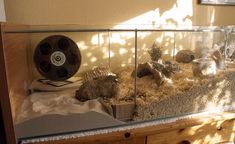 an aquarium filled with rocks and other animals in it's display case next to a window