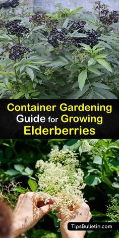 someone holding some plants in their hands with the words container gardening guide for growing elderberries