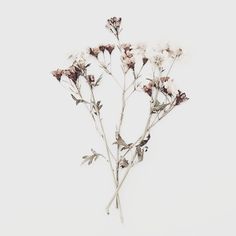 some white flowers are in the air on a gray background