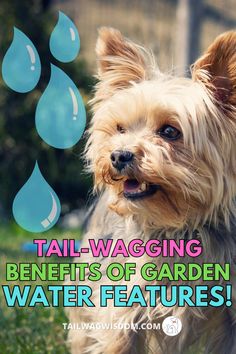 Discover the tail-wagging benefits of garden water features! Enhance your garden for both you and your furry friends with these beautiful additions. Yard Water Fountains, Garden Water Features, Tranquil Garden, Garden Water Fountains, Garden Water Feature, Benefits Of Gardening