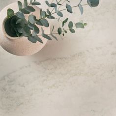 a plant in a white vase on a marble surface