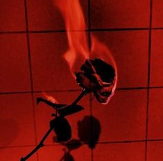 a rose that is sitting in the middle of a tile wall with red light coming from it