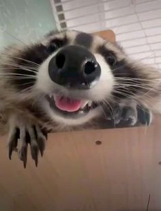 a raccoon sticking its head out of a box