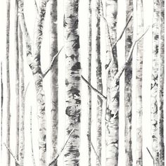 black and white photograph of trees in the woods