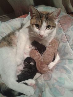 a cat laying on top of a pile of stuffed animals