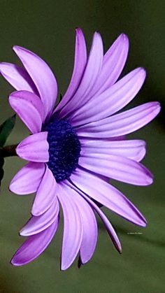 a purple flower sitting on top of a green surface