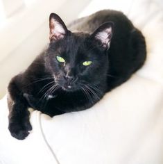 a black cat with green eyes laying on a white couch cushion looking at the camera