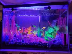 an aquarium filled with different types of fish and algaes in purple light at night