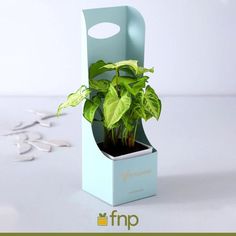 a green plant in a blue box on a table