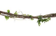 the vine is hanging down from the ceiling with green leaves on it's branches