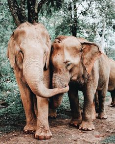 two elephants standing next to each other on a dirt road in front of some trees