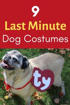 a pug dog wearing a red collar with the words, 9 last minute dog costumes