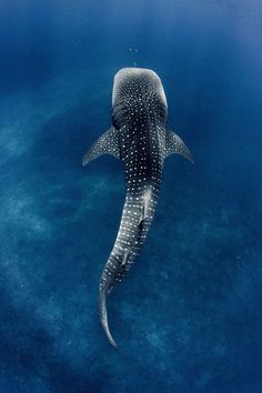 a whale swimming in the ocean with its mouth open