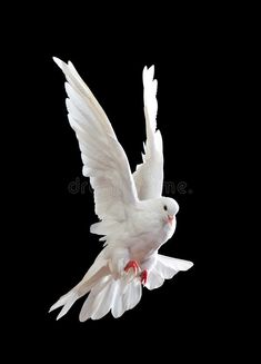 a white dove flying in the air with its wings spread out royalty images and clippings