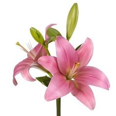 pink flowers are in a vase on a white background