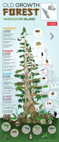 an old growth tree is shown with information about it's different types and sizes