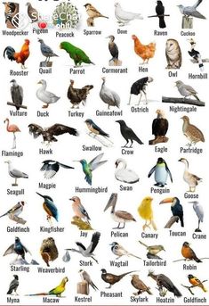 a poster with different kinds of birds on it's back side, including the names and