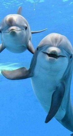 two dolphins swimming in the water with their heads touching each other's noses and smiling